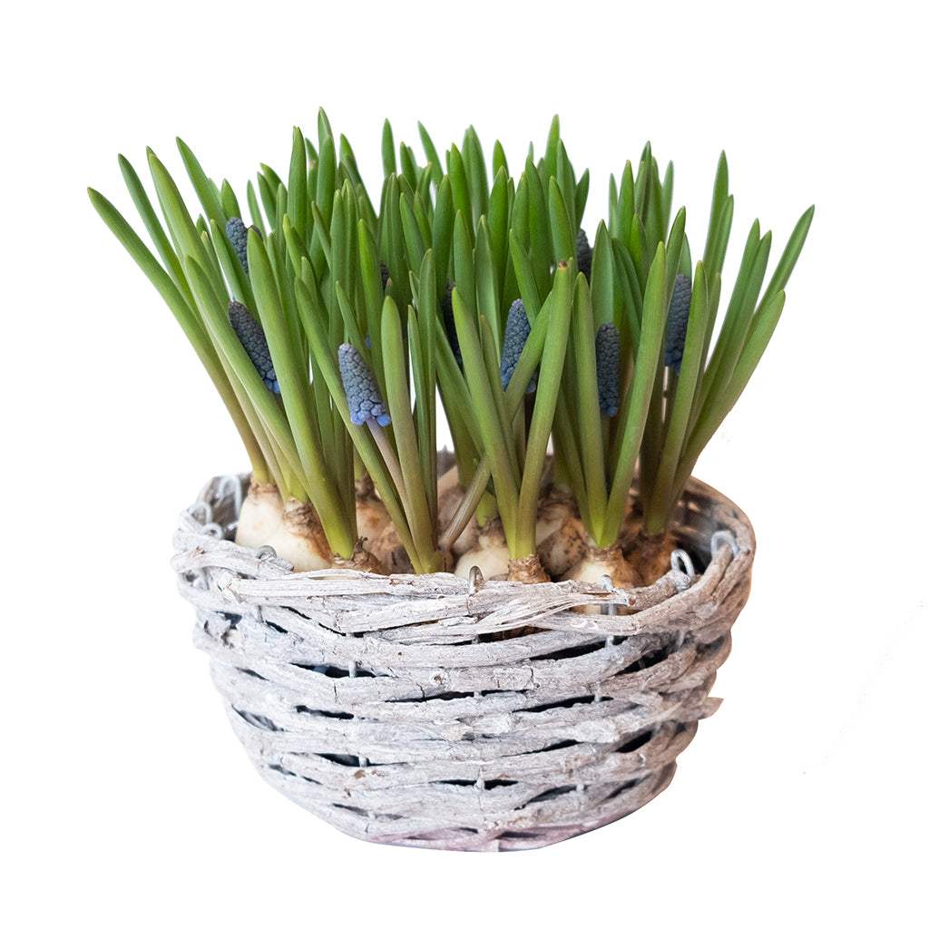 Potted Bulbs Muscari 4&quot;