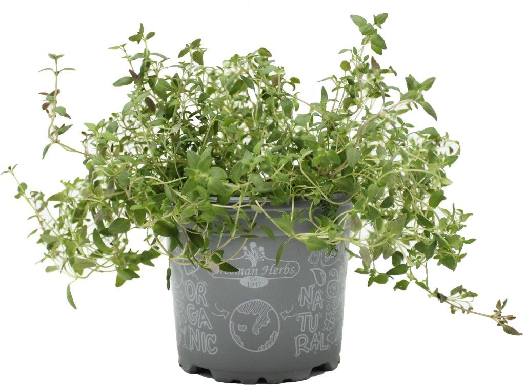As an organic herb, it is grown without the use of synthetic pesticides or fertilizers, offering you a natural and wholesome thyme to enjoy. Thyme is a versatile herb, perfect for enhancing a wide range of dishes, including soups, stews, sauces, meats, vegetables, and even teas. To ensure its health, gently water the thyme plant every 2-3 days or when the soil feels dry.