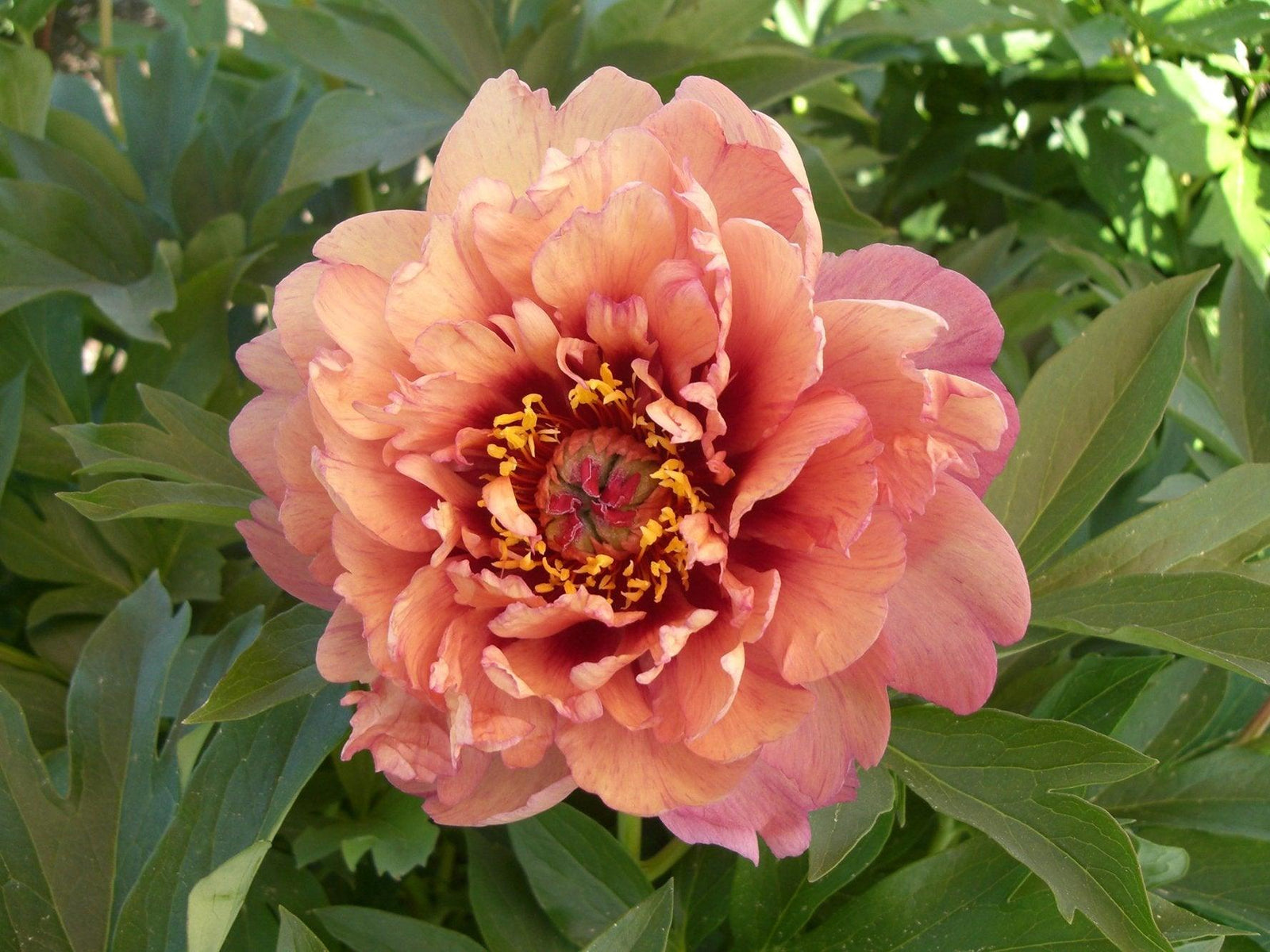 Itoh Peony - Berry Garcia