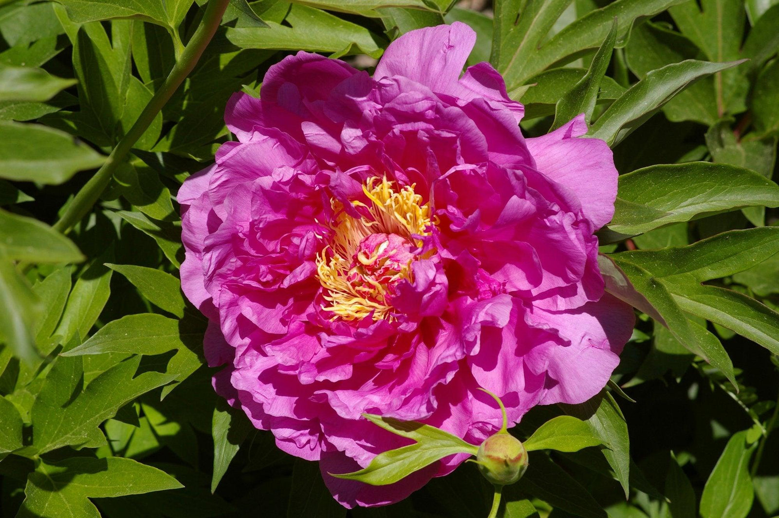 Itoh Peony - Gorden E. Simonson