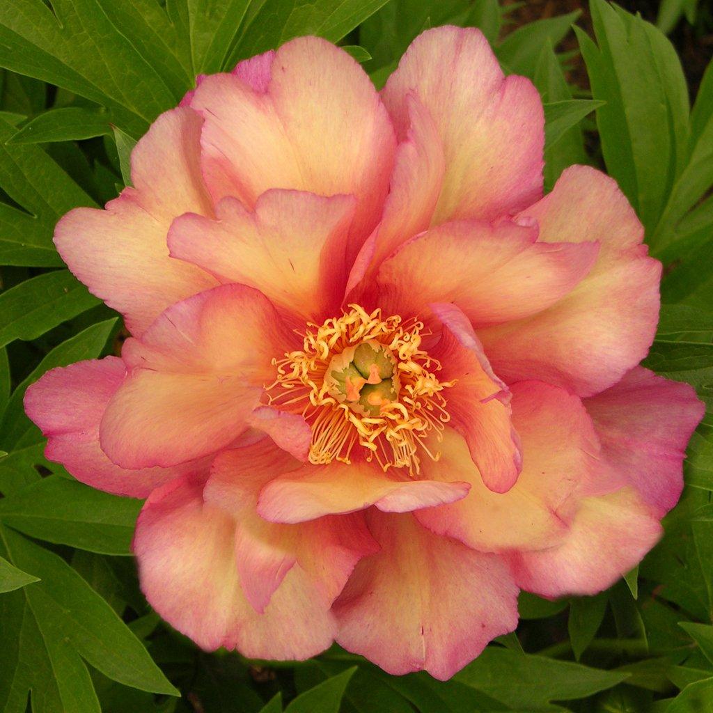 Introducing the Julia Rose Itoh Peony, an exquisite and rare hybrid between Garden Peonies and Tree Peonies. This prized perennial is a stunning addition to any garden, offering versatility in usage for mass planting, specimen display, and small space gardening. Presented in a 15cm pot, its elegant pink blooms are a true visual delight. Flourishing in full sun and thriving in zones 3-9, this peony variety reaches a height of 90cm, becoming a striking focal point in your garden. 