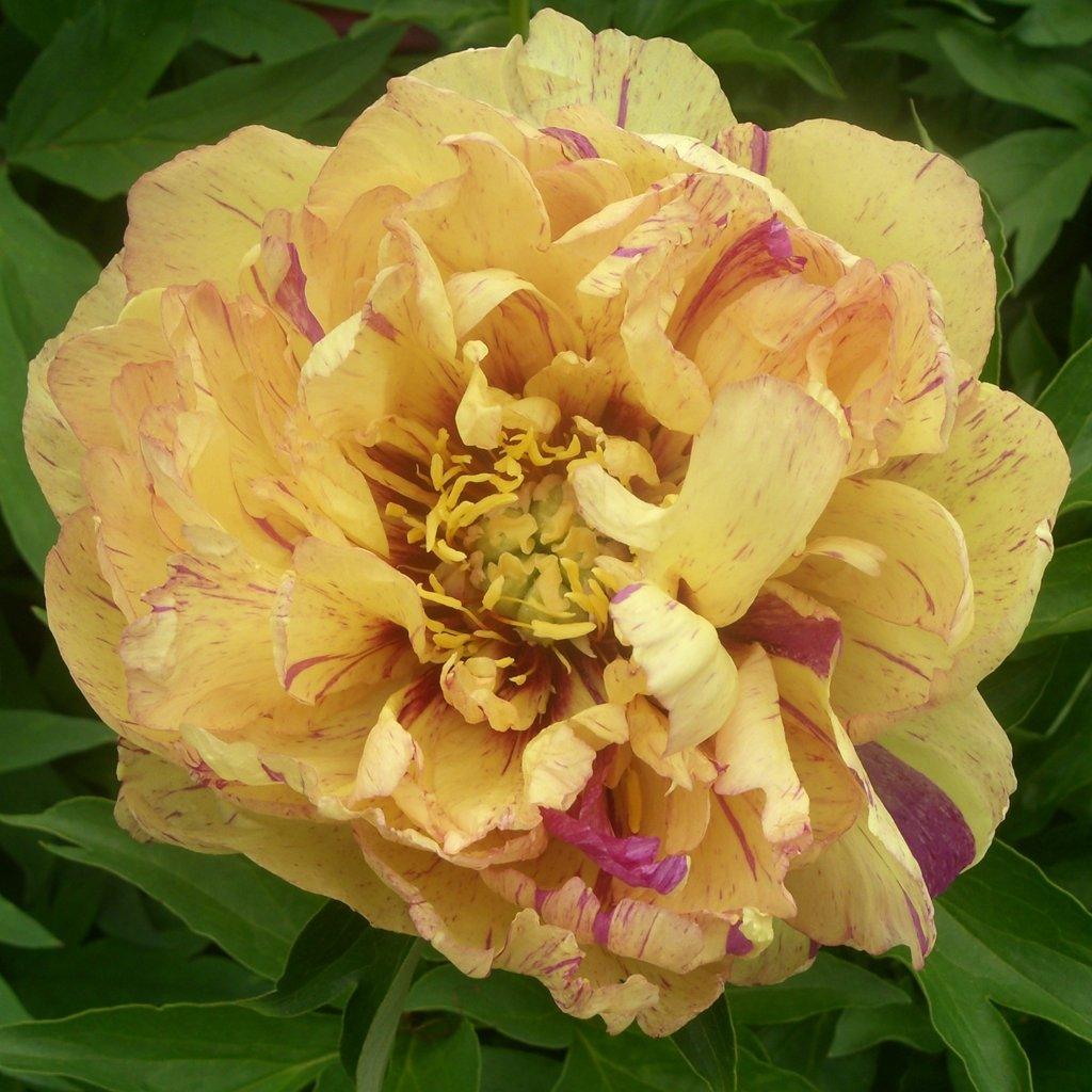 Lollipop Itoh Peony