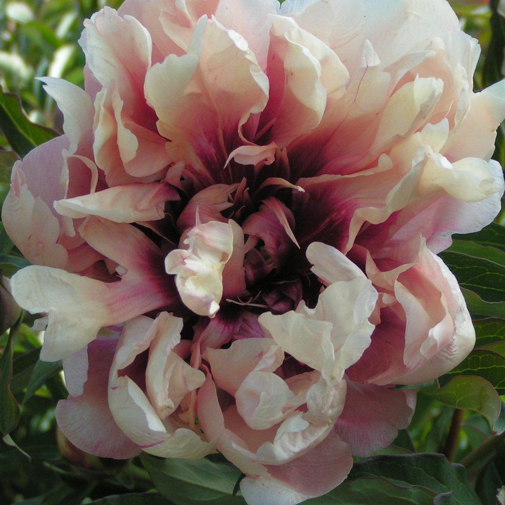Oochigeas Itoh Peony