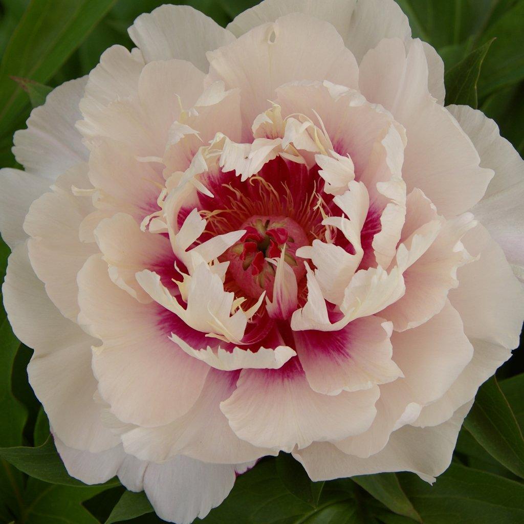 Raggedy Ann Itoh Peony