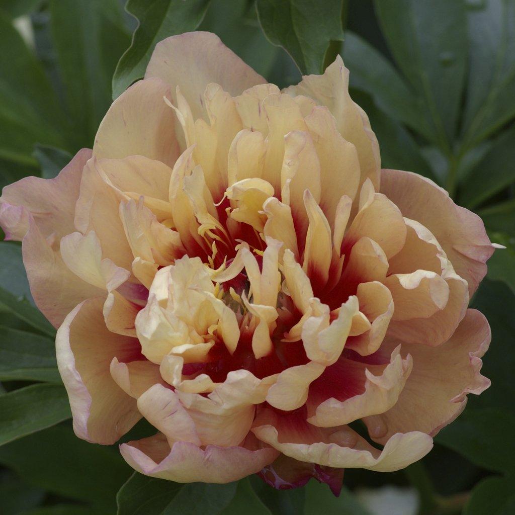 Introducing the Candy Cane Itoh Peony, a rare and remarkable hybrid between Garden Peonies and Tree Peonies. This stunning perennial is a true gem in any garden, offering versatility in usage for mass planting, specimen display, and small space gardening.