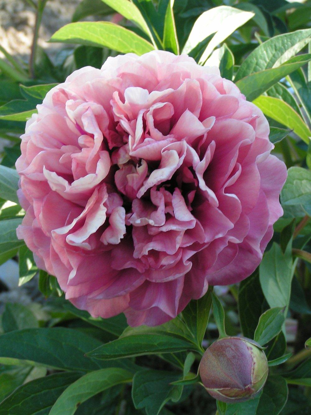 Itoh Peony - Caroline Constabel