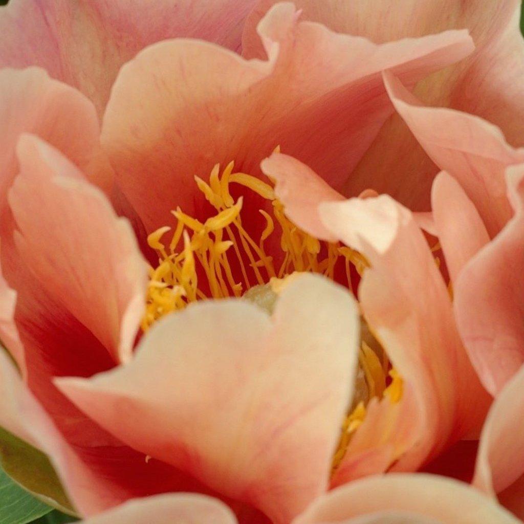 Creme a L'orange Itoh Peony