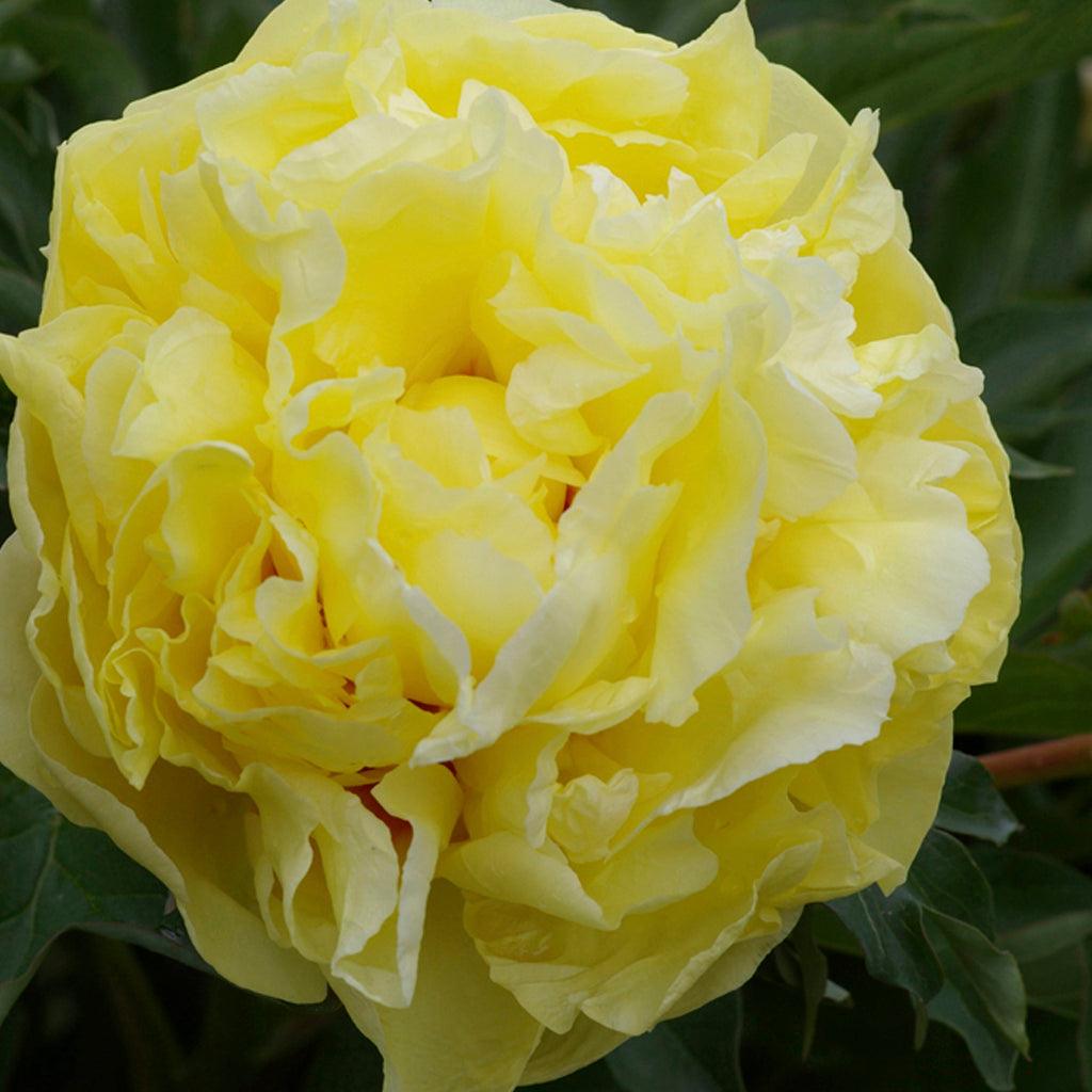 Experience the enchanting beauty of the Duchesse De Lorraine Itoh Peony. This exceptional perennial is a highly sought-after addition to any garden, offering both elegance and versatility in its usage. Housed in a 15cm pot, this variety showcases stunning yellow blooms that are sure to captivate and inspire. 