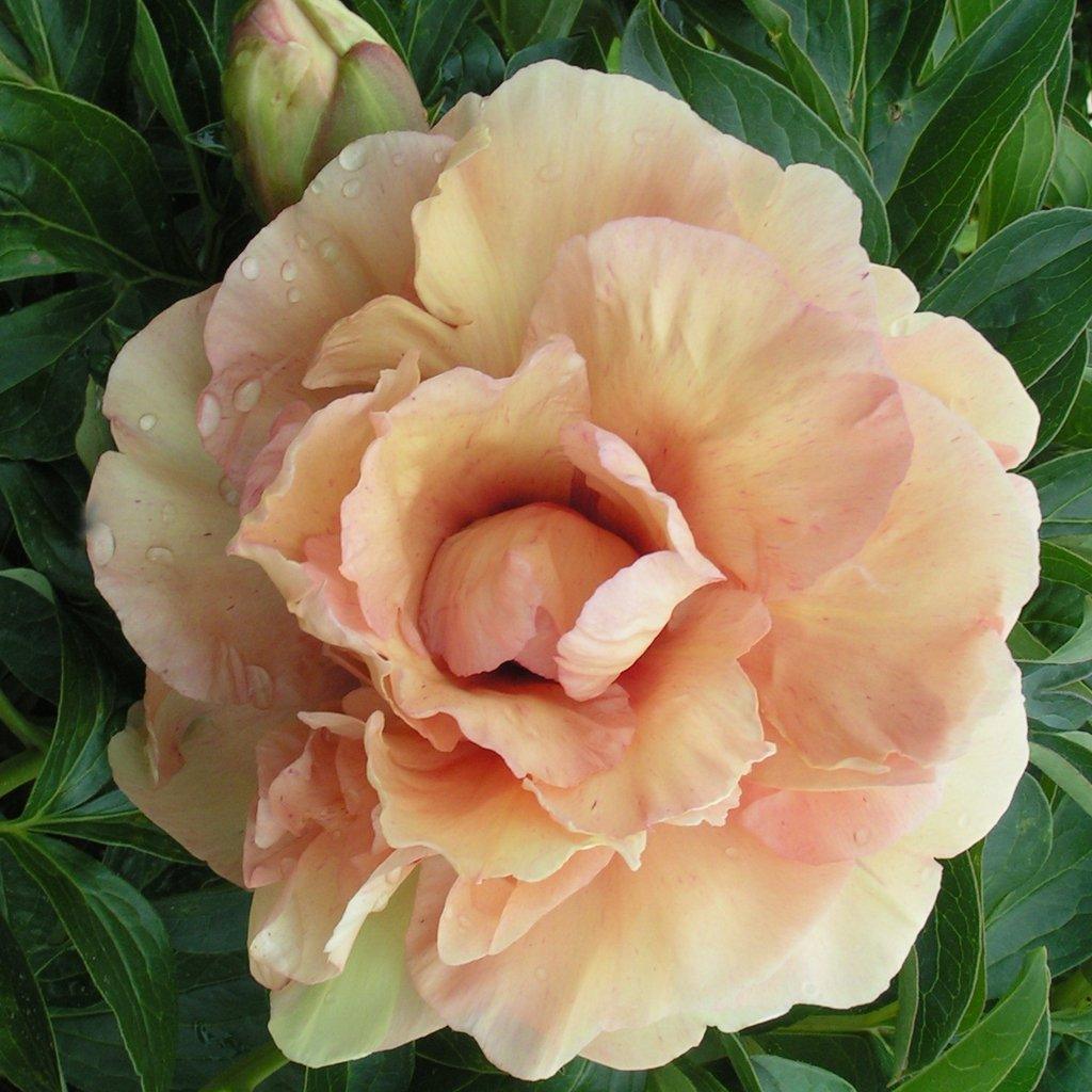 Soleil D'ambre Itoh Peony