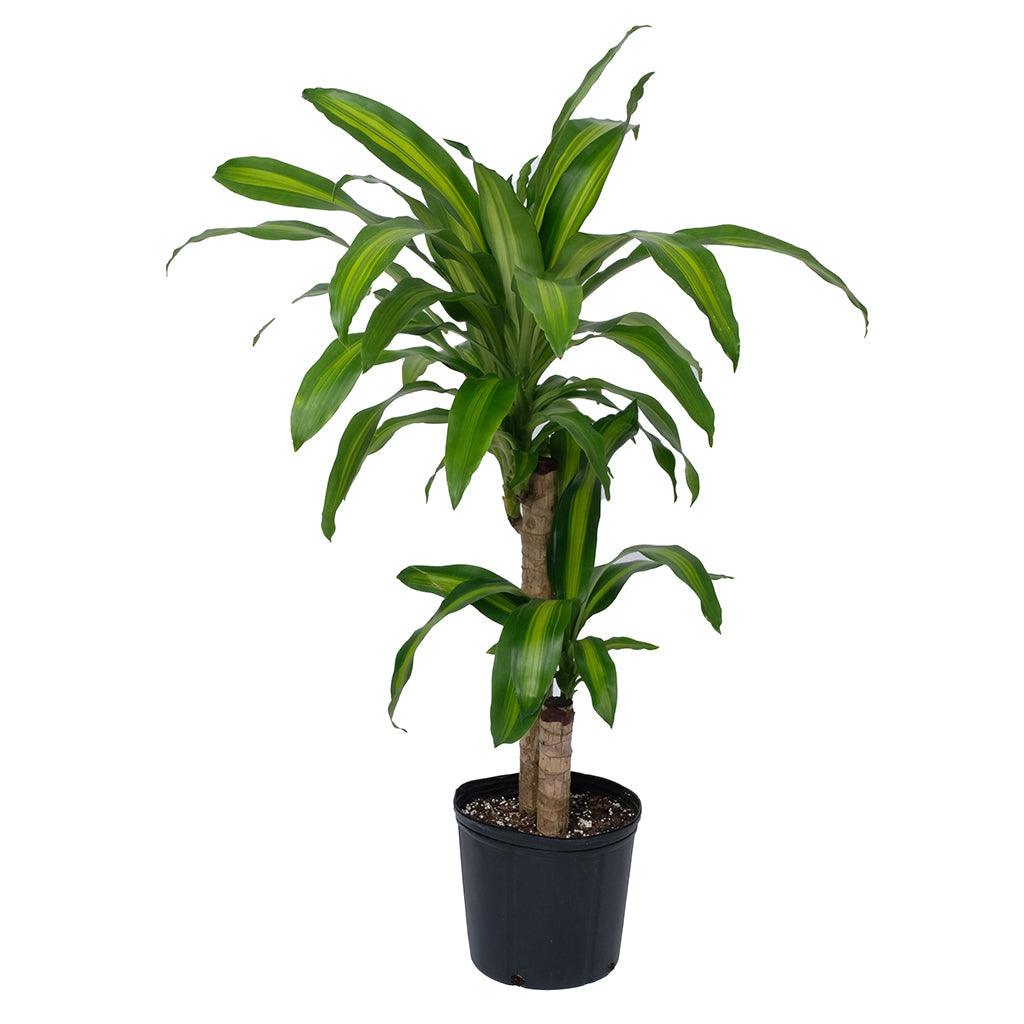 dracaena l.l Dracaena/Corn Plant Massangeana