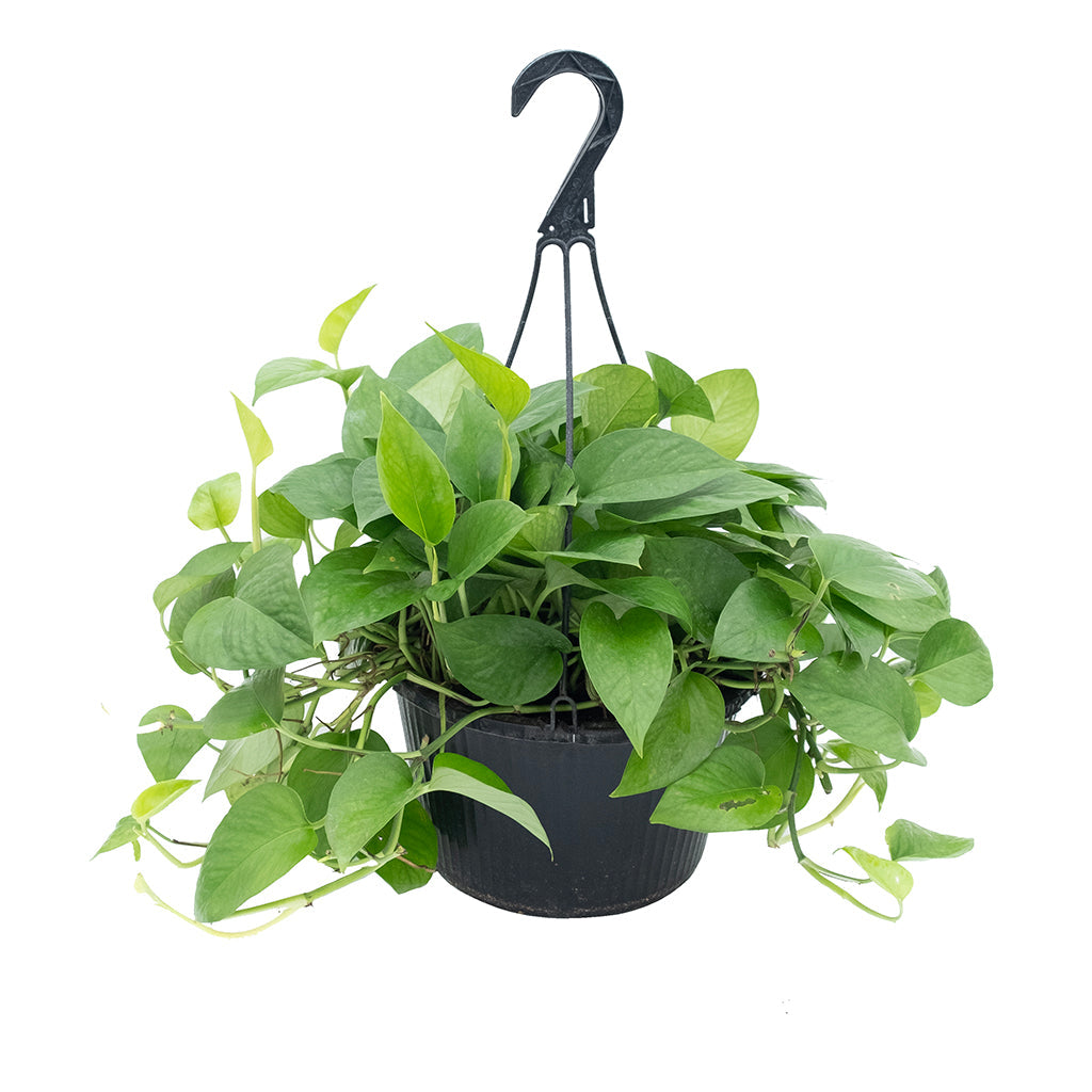 jade plant hanging basket Epipremnum/Pothos Jade Hanging Basket 10"
