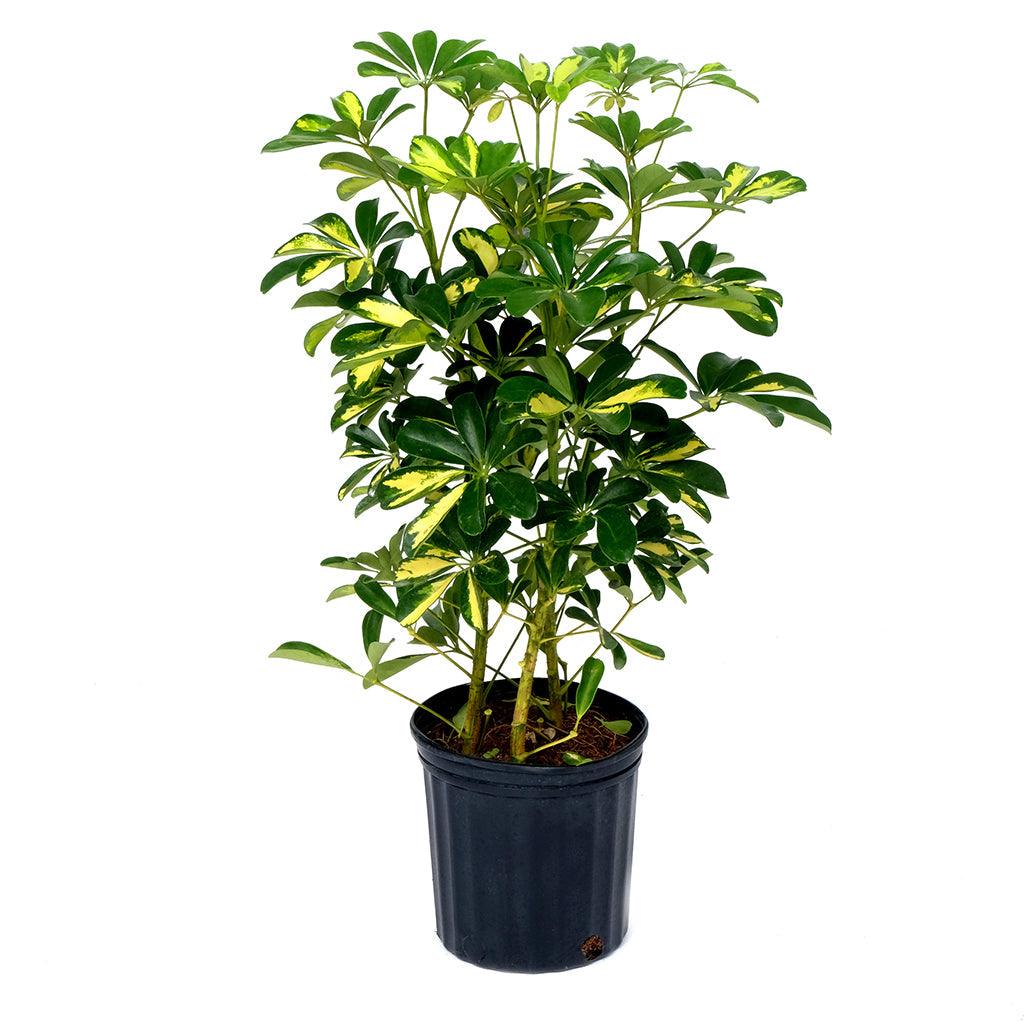 schefflera arboricola gold capella Dwarf Schefflera/Umbrella Plant Gold Capella