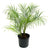 Phoenix/Pygmy Date Palm 10" (Robellinii Palm)