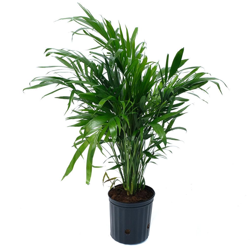 cascade palm plant Chamaedorea/Cascade Palm 10"