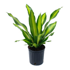 golden heart dracaena Dracaena Golden Heart 10"