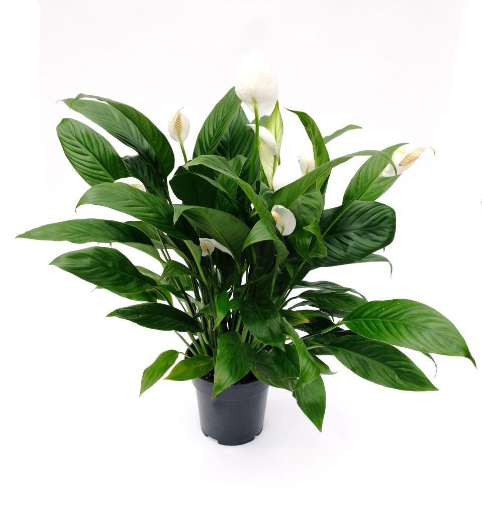 Peace Lily - Sweet Pablo