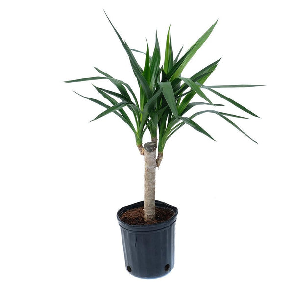Giant Yucca Cane 10
