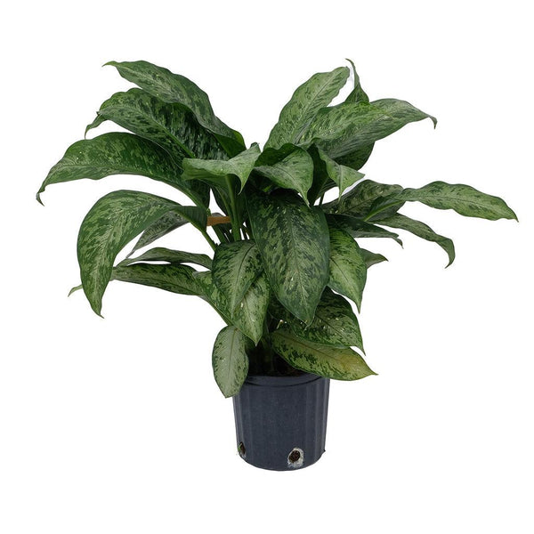 alfredo dieffenbachia Dieffenbachia Snow