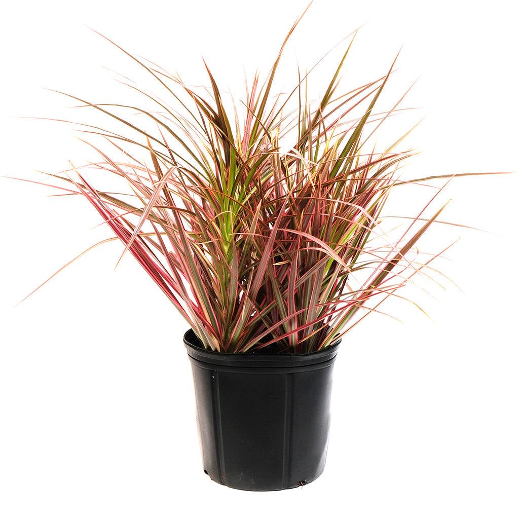 dracaena cincta Dracaena/Madagascar Dragon Tree Red