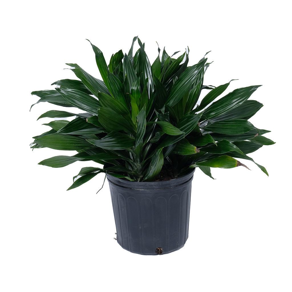 green dracaena Dracaena Green Jewel Dragon 3ppp 10"