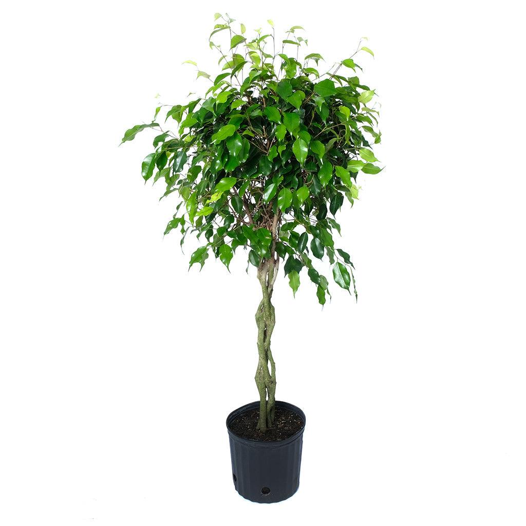Ficus/Weeping Fig Wintergreen (Braid) 10&quot;