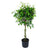 Ficus/Weeping Fig Wintergreen (Braid) 10"