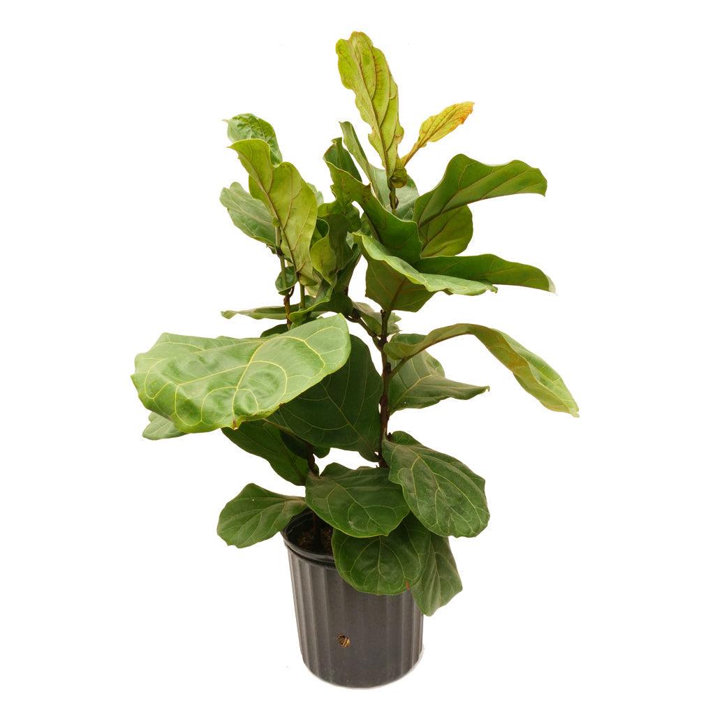 10 foot fiddle leaf fig Fiddle-Leaf Fig Lyrata Bush 10"