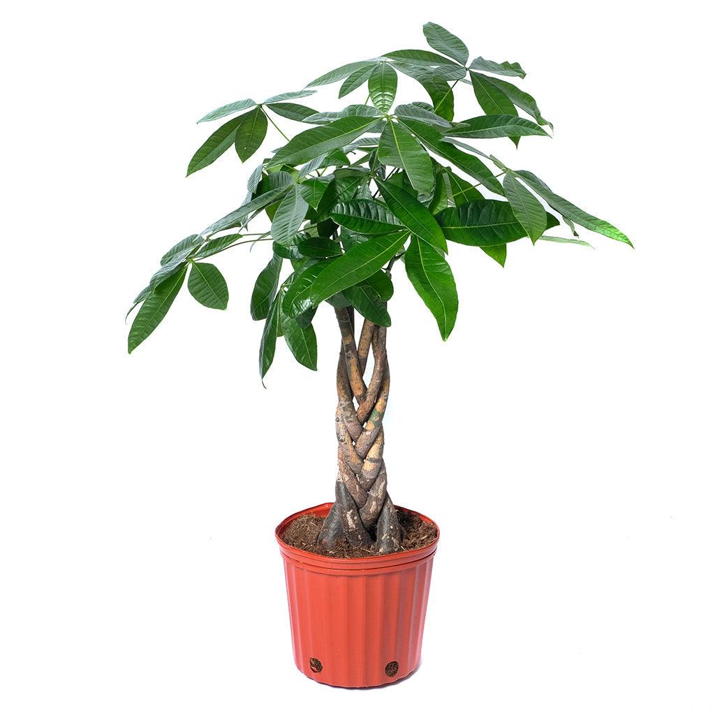 money tree sheridan Pachira/Money Tree (Braid)