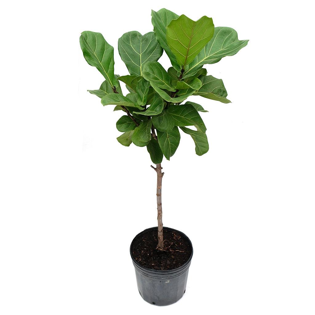 Fiddle-Leaf Fig Lyrata (Standard)