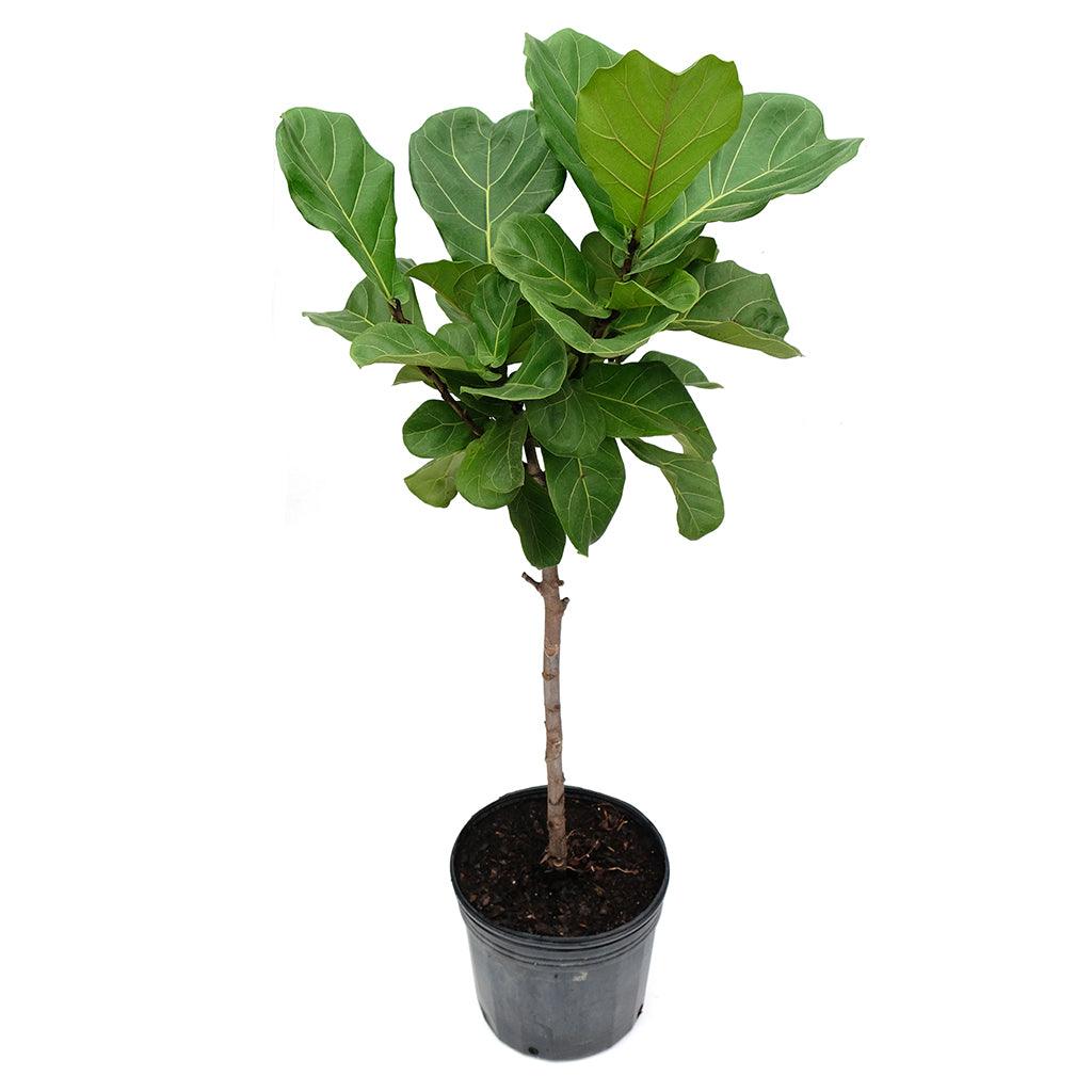 fiddle leaf fig in india Fiddle-Leaf Fig Lyrata (Standard) 10"