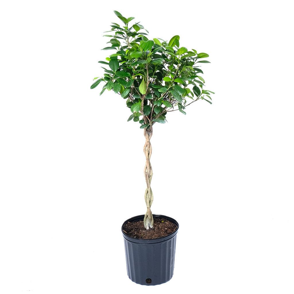 Ficus/Chinese Banyan Fig Moclame (Braid) - Sheridan Nurseries Online