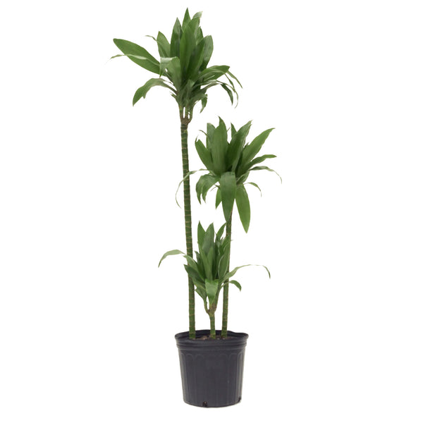 dracaena jade jewel 4" Pot Dracaena Jade Jewel  The Bio Dude