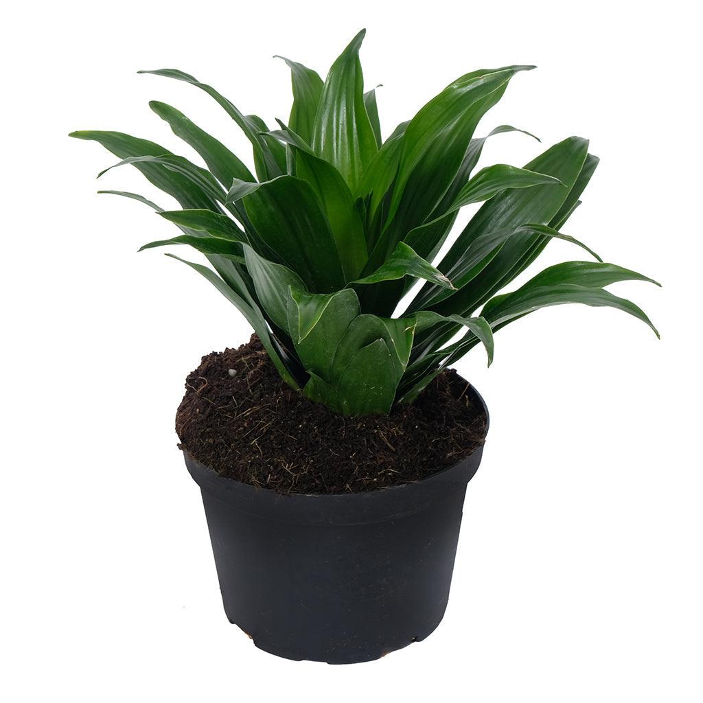 compact janet craig dracaena Dracaena Janet Craig Compact 10"