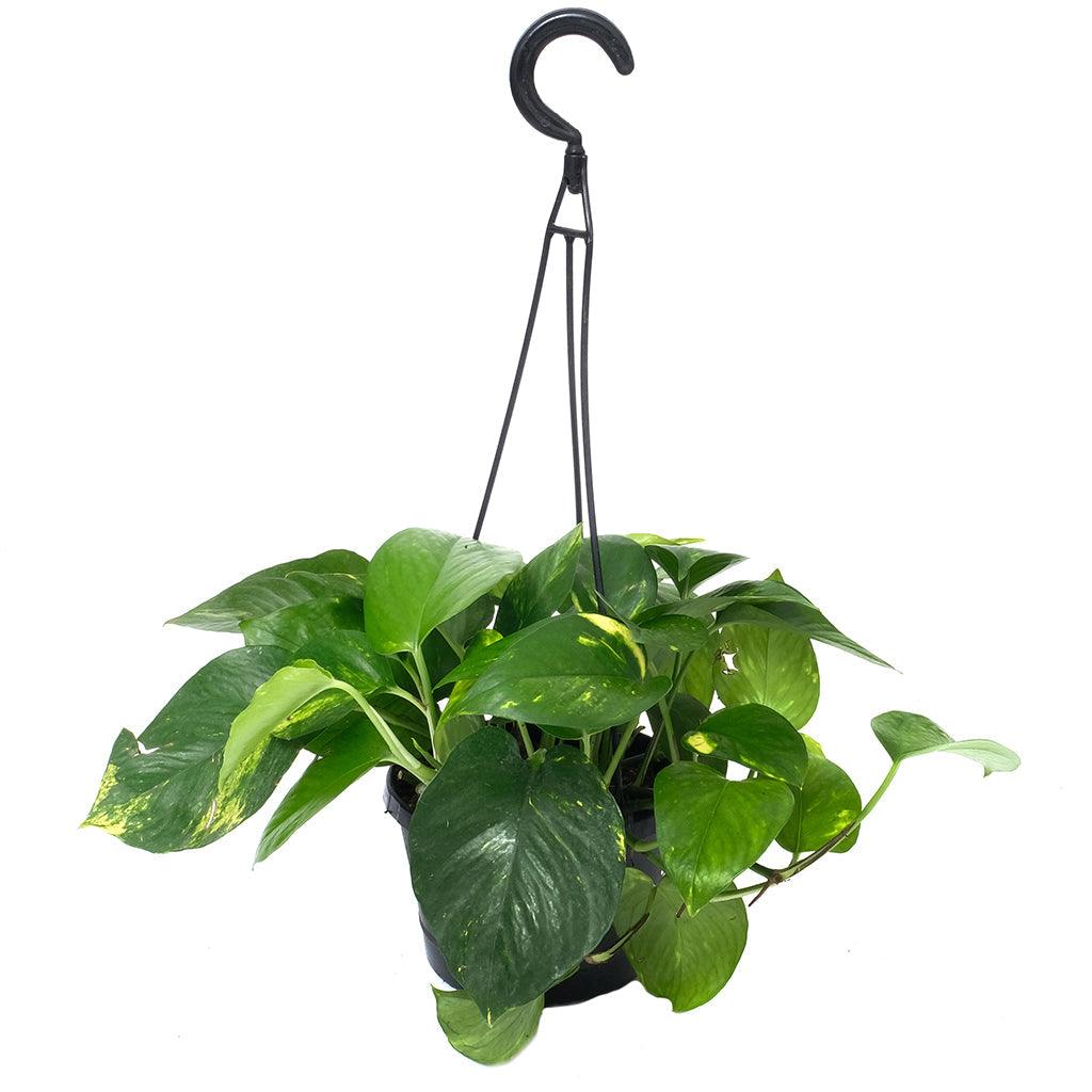 pothos golden hanging basket Epipremnum/Pothos Golden Hanging Basket