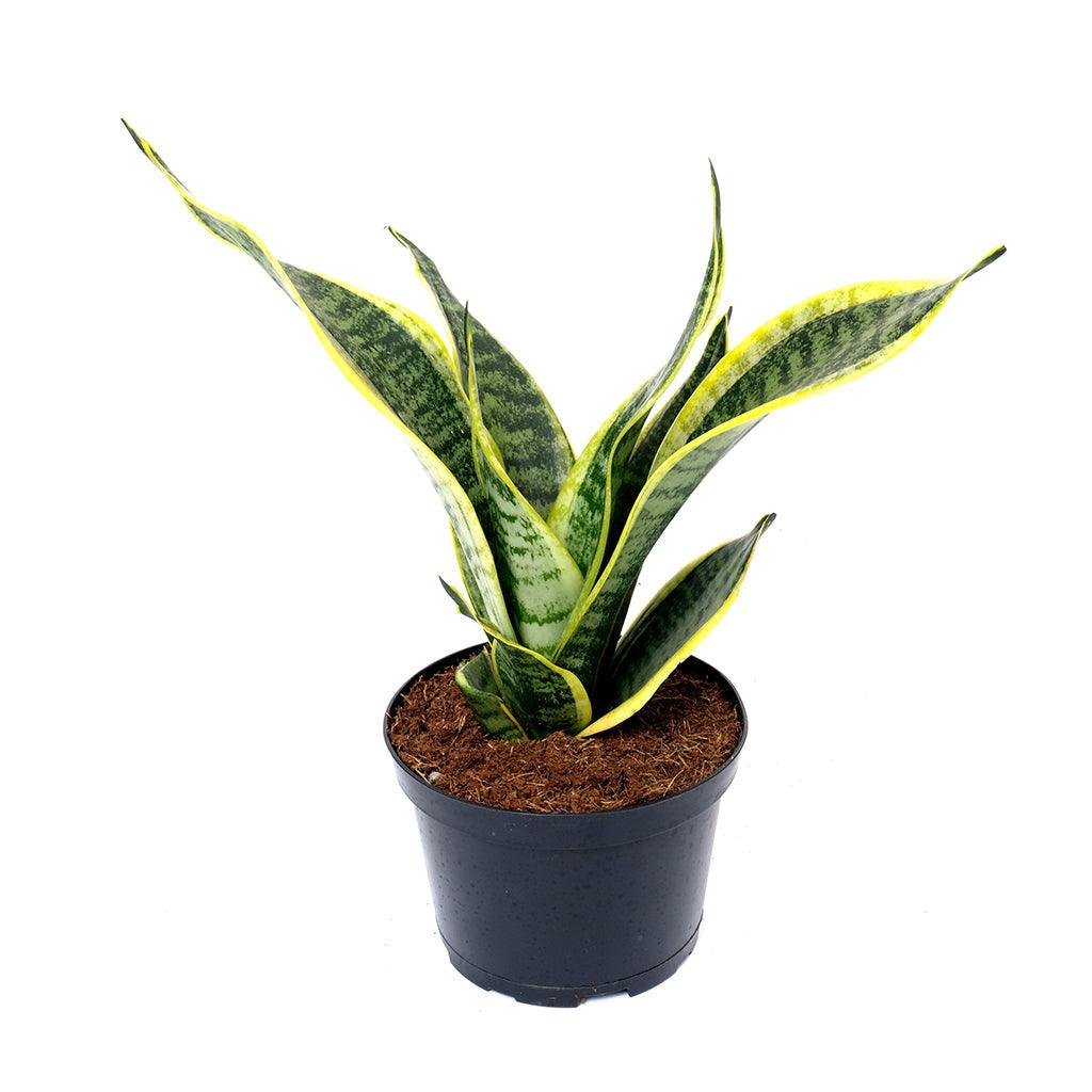 striped snake plant Sansevieria/Snake Plant Striped Superba 6"