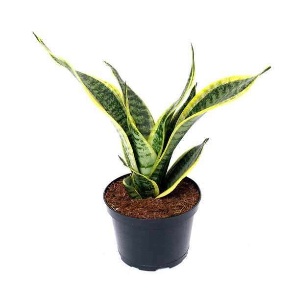 Sansevieria/Snake Plant Striped Superba 6