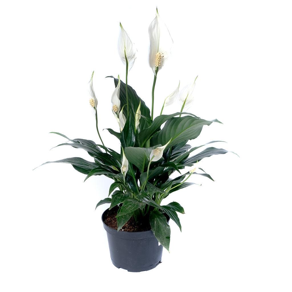 peace lily toronto Spathiphyllum/Peace Lily Assorted