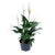 Spathiphyllum/Peace Lily Assorted