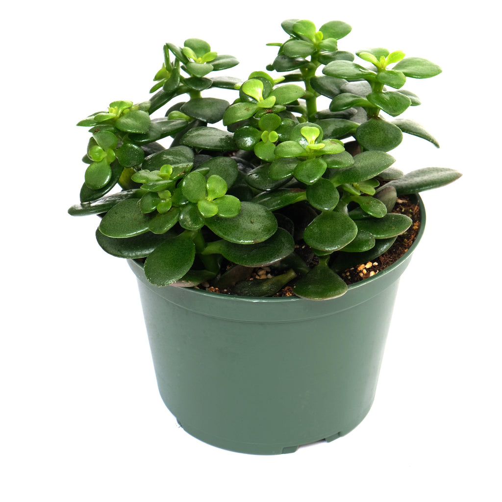 jade plant nyc Crassula/Jade Plant