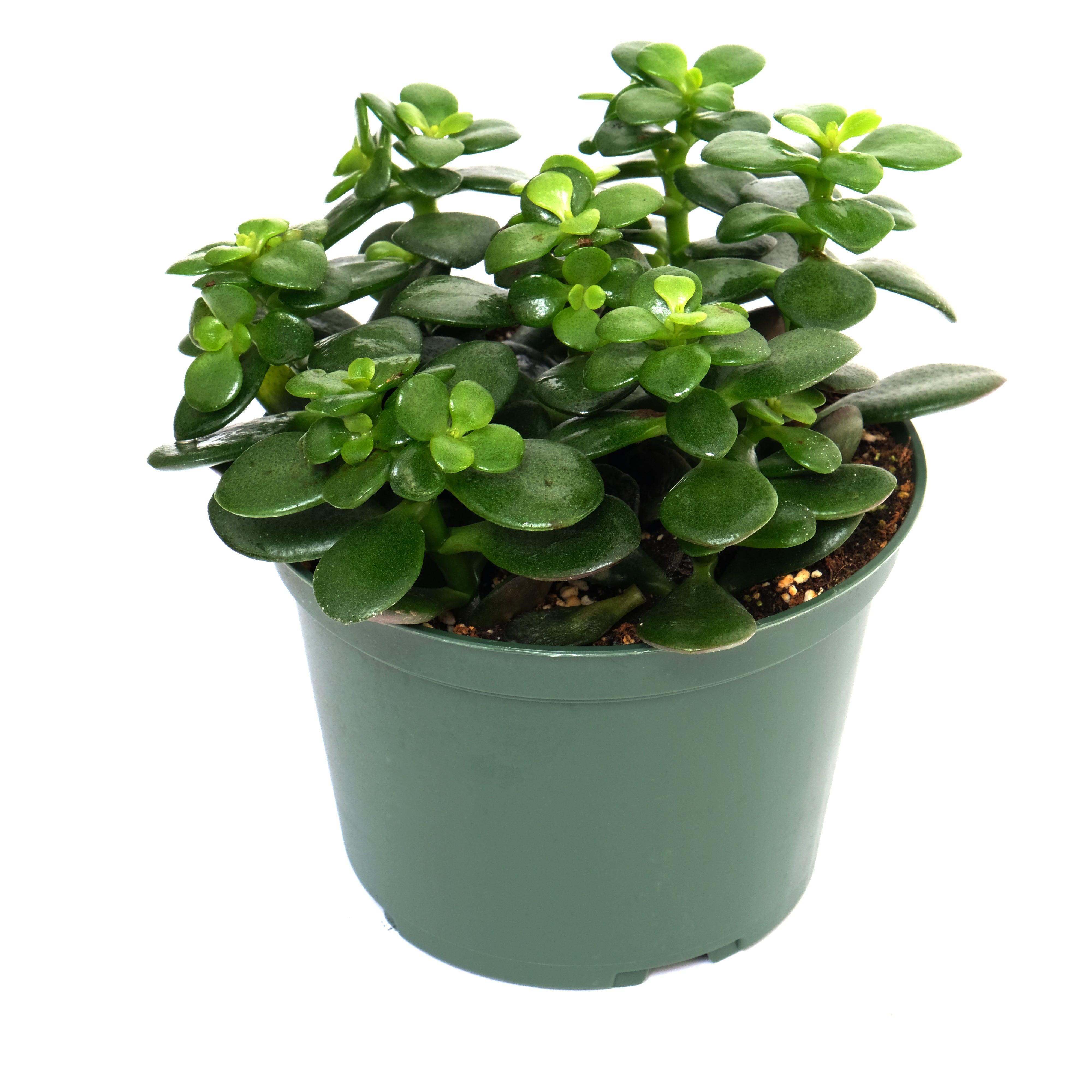 jade plant shop Crassula/Jade Plant