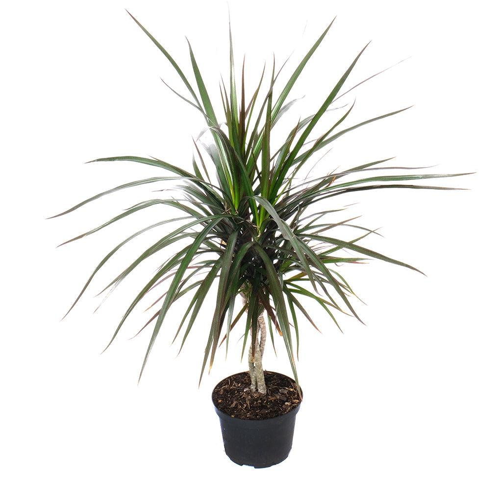 how to braid dracaena marginata Dracaena/Dragon Tree Magenta (Braid)