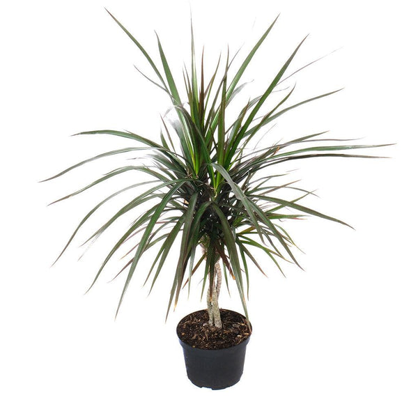 Dracaena/Dragon Tree Magenta (Braid)