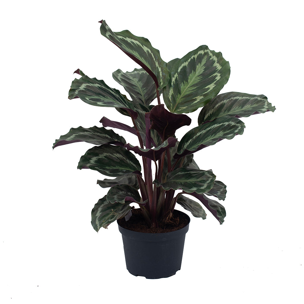 calathea medallion prayer plant Calathea/Prayer Plant Medallion 6"