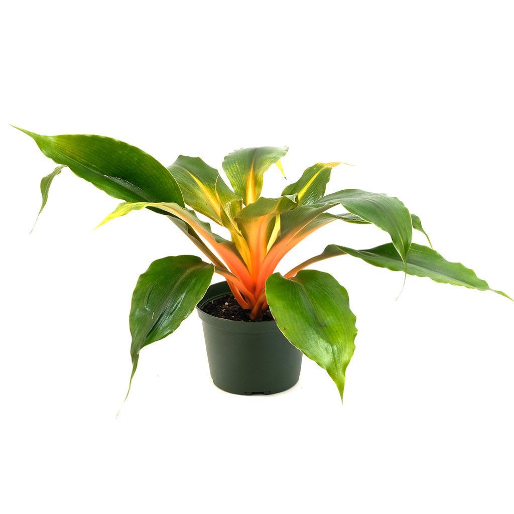 Chlorophytum/Mandarin Plant