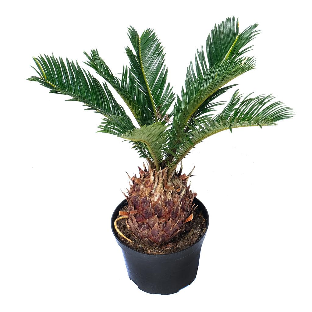 Cycas/Sago Palm 6"