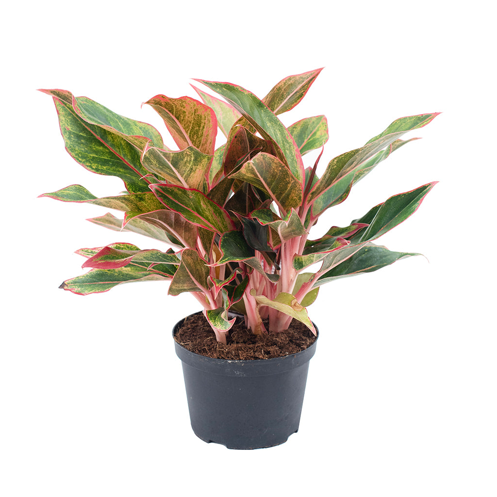 aglaonema shinta Aglaonema/Chinese Evergreen Siam 6"