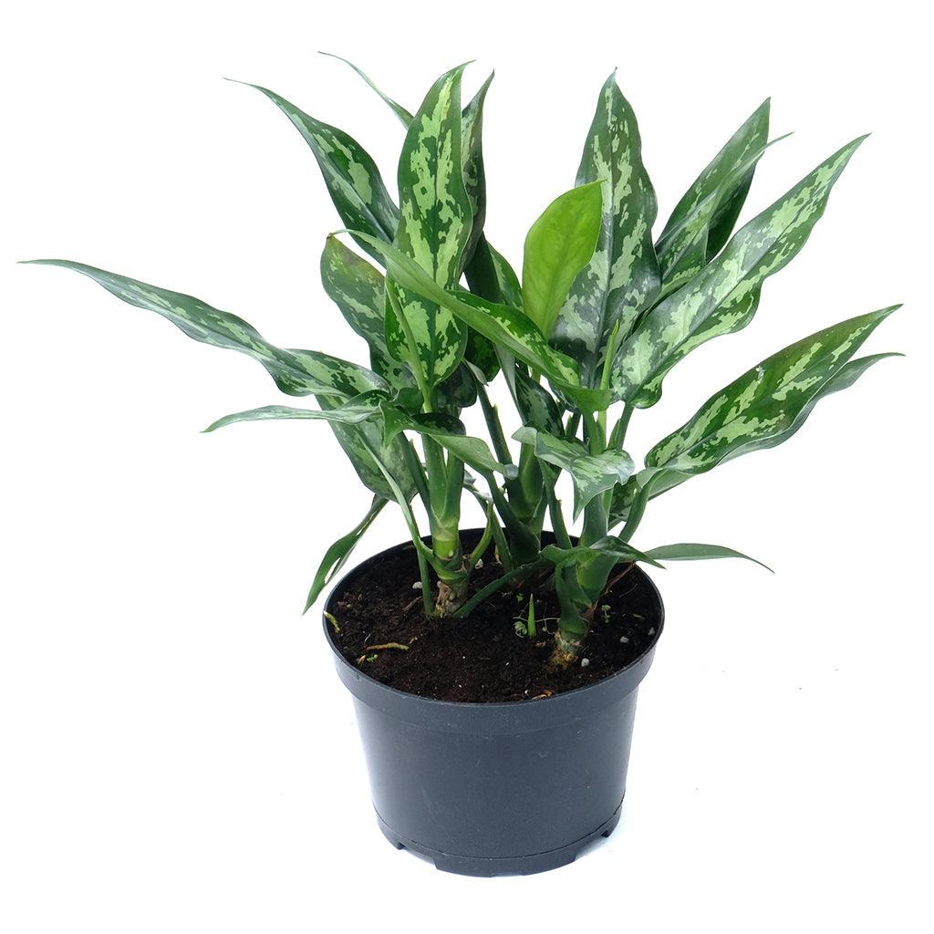 aglaonema nurseries Aglaonema/Chinese Evergreen Maria Emerald Beauty 6"
