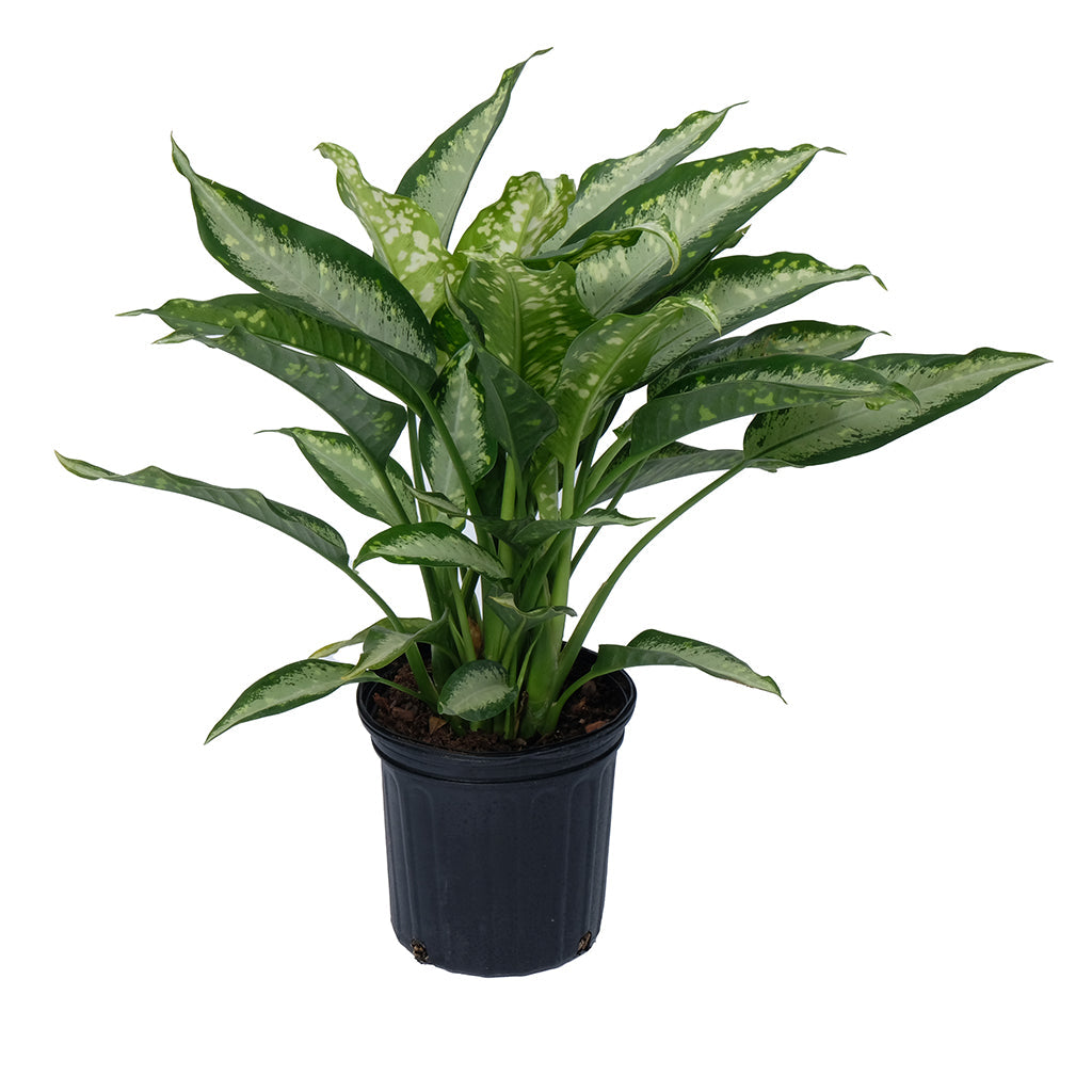 dieffenbachia 中文 Dieffenbachia Panther