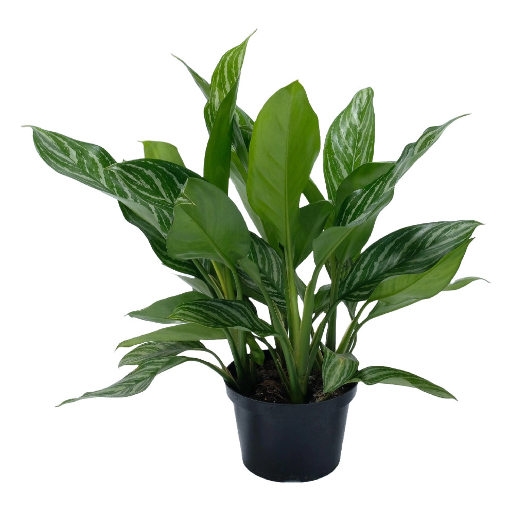 Aglaonema Stripes 8in