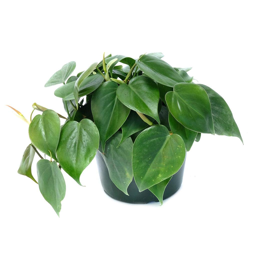 heart leaf philodendron health benefits Philodendron Heart-Leaf 6"